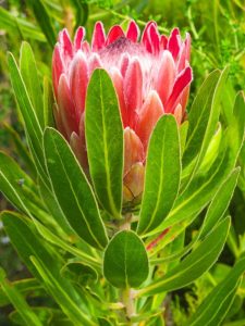 Protea 'Pink Princess' 6" Pot