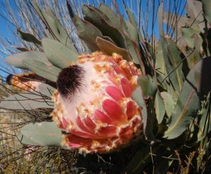 Protea 'Queen' 6" Pot