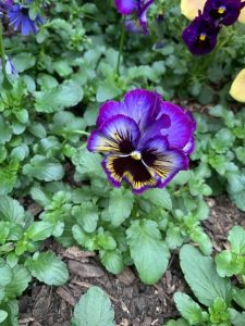 Pansy 'Purple Maxi' 4" Pot