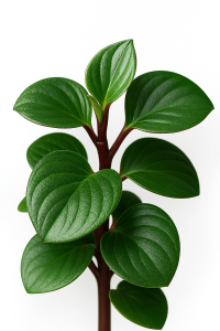 Peperomia ‘Red Canyon’ 5” Pot