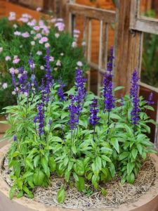 Salvia 'Midnight Model' 6" Pot