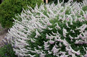 Salvia ‘Velour White’ Sage 4” Pot