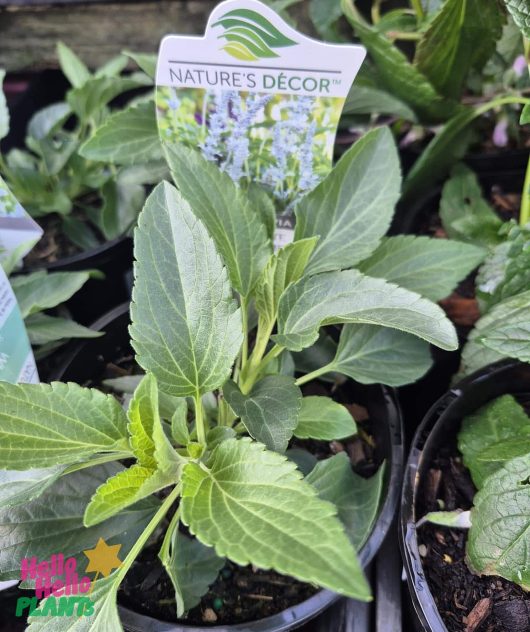 Salvia ‘White Flame’ 6" Pot