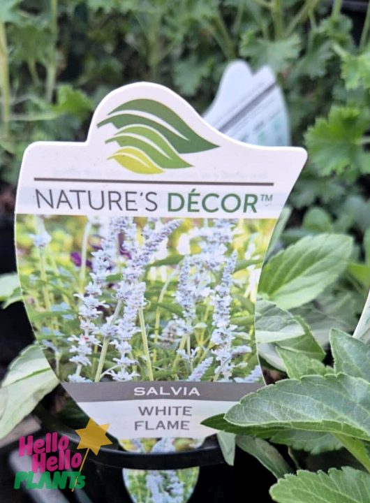 Salvia ‘White Flame’ 6" Pot