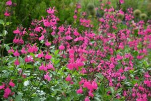 Salvia ‘Pink Blush’ Sage 4” Pot