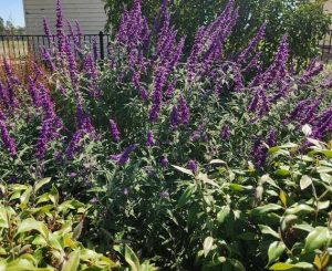 Salvia ‘Najavo Dark Purple’ Sage  4” Pot