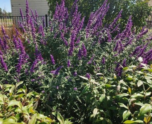 Salvia ‘Najavo Dark Purple’ Sage  4” Pot