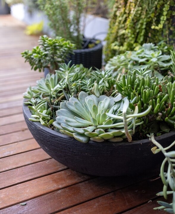 Pots & Planters
