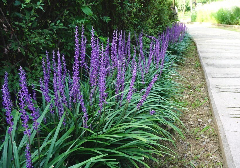 Flowering Borders & Edging