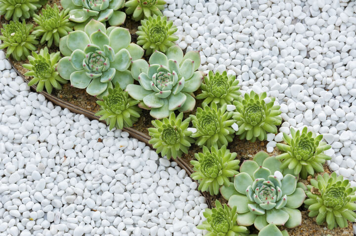 Succulents