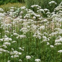 Valerian 4" Pot