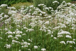 Valerian 4" Pot