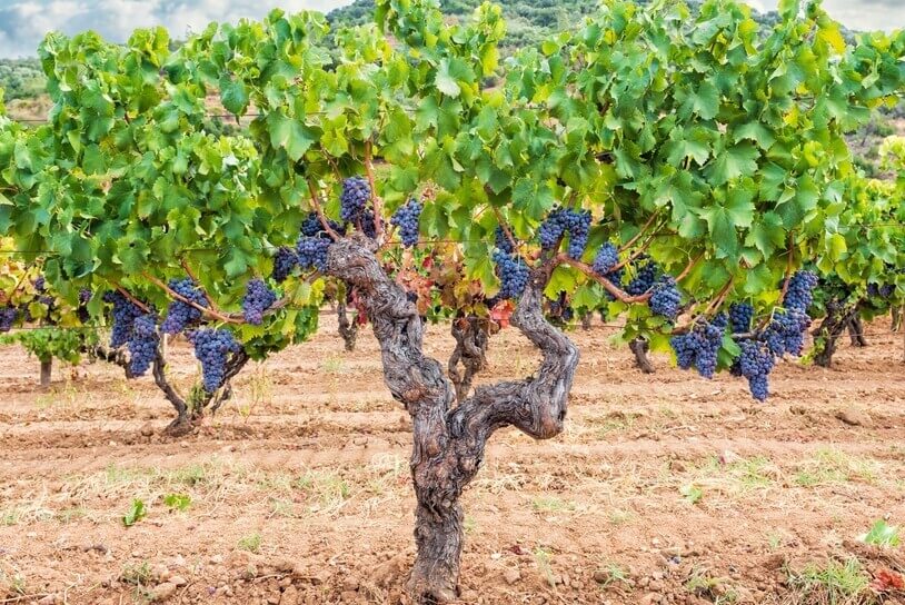 Fruiting Vines