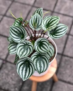 Peperomia 'Melon Peru' PBR 5" Pot