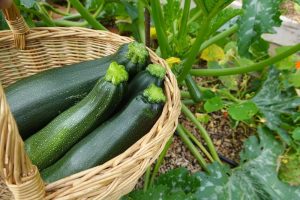 Zucchini 'Black Jack' 4" Pot