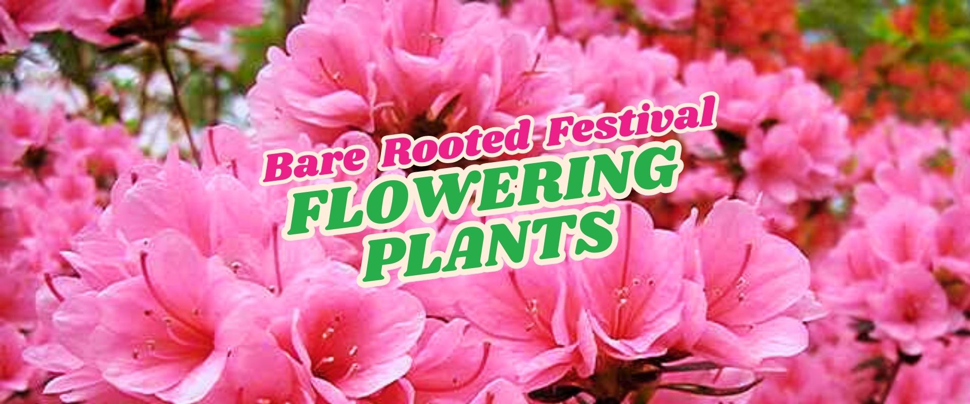 Pink flowering plants in bloom with bold text overlay reading "Bare-Rooted Festival Flowering Plants – Flash Sale.