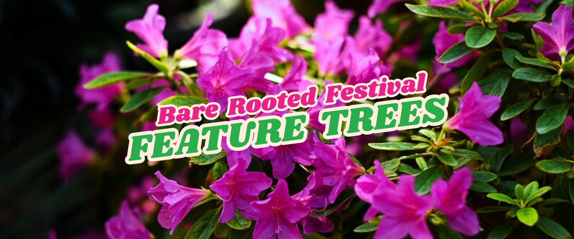 Bright pink flowers with green leaves in the background, overlaid with text that reads "Bare Rooted Festival FEATURE TREES" and highlights a Flash Sale for tree lovers.