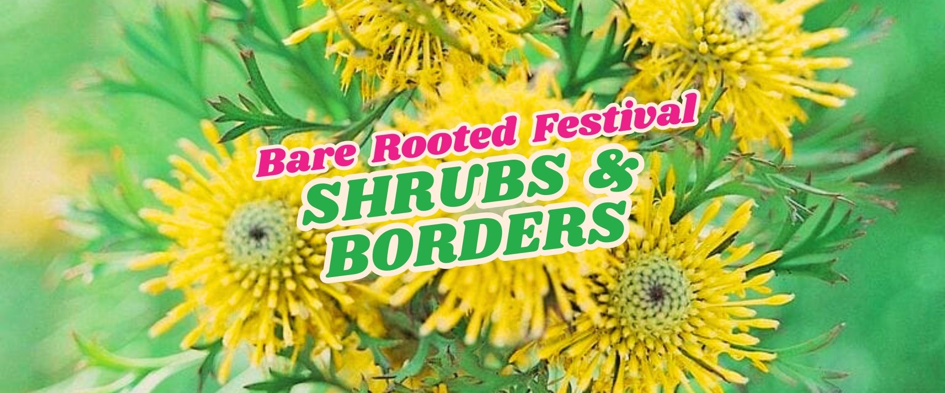 Yellow spiky flowers in focus with text overlay: "Bare Rooted Festival Shrubs & Borders" in bold colourful letters, highlighting our Flash Sale event.