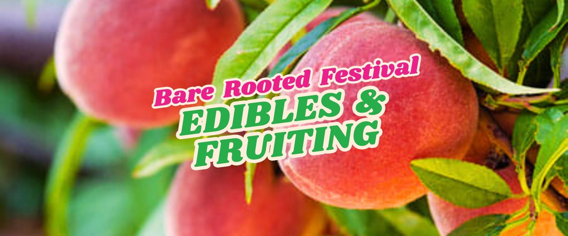 Close-up of ripe peaches on a tree with green leaves, overlaid with text: "Bare Rooted Festival Edibles & Fruiting - Flash Sale".