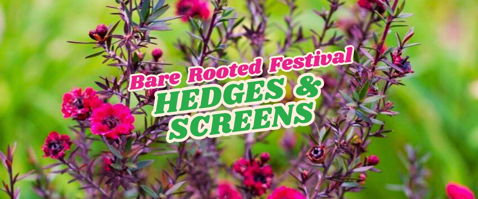 Close-up of pink flowers with green foliage in the background. Overlaid text reads, "Bare-Rooted Festival Hedges & Screens – Flash Sale.