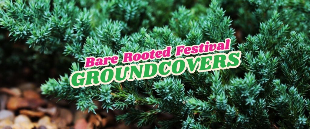 Close-up of dense green groundcover plants with overlay text reading "Bare Rooted Festival Groundcovers – Flash Sale.