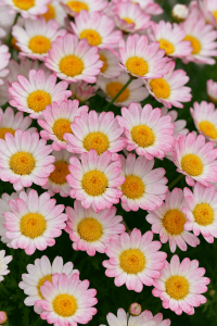 Argyranthemum 'Bicolour Rose' 6" Pot