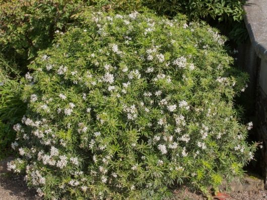 Choisya 'White Dazzler' 10" Pot
