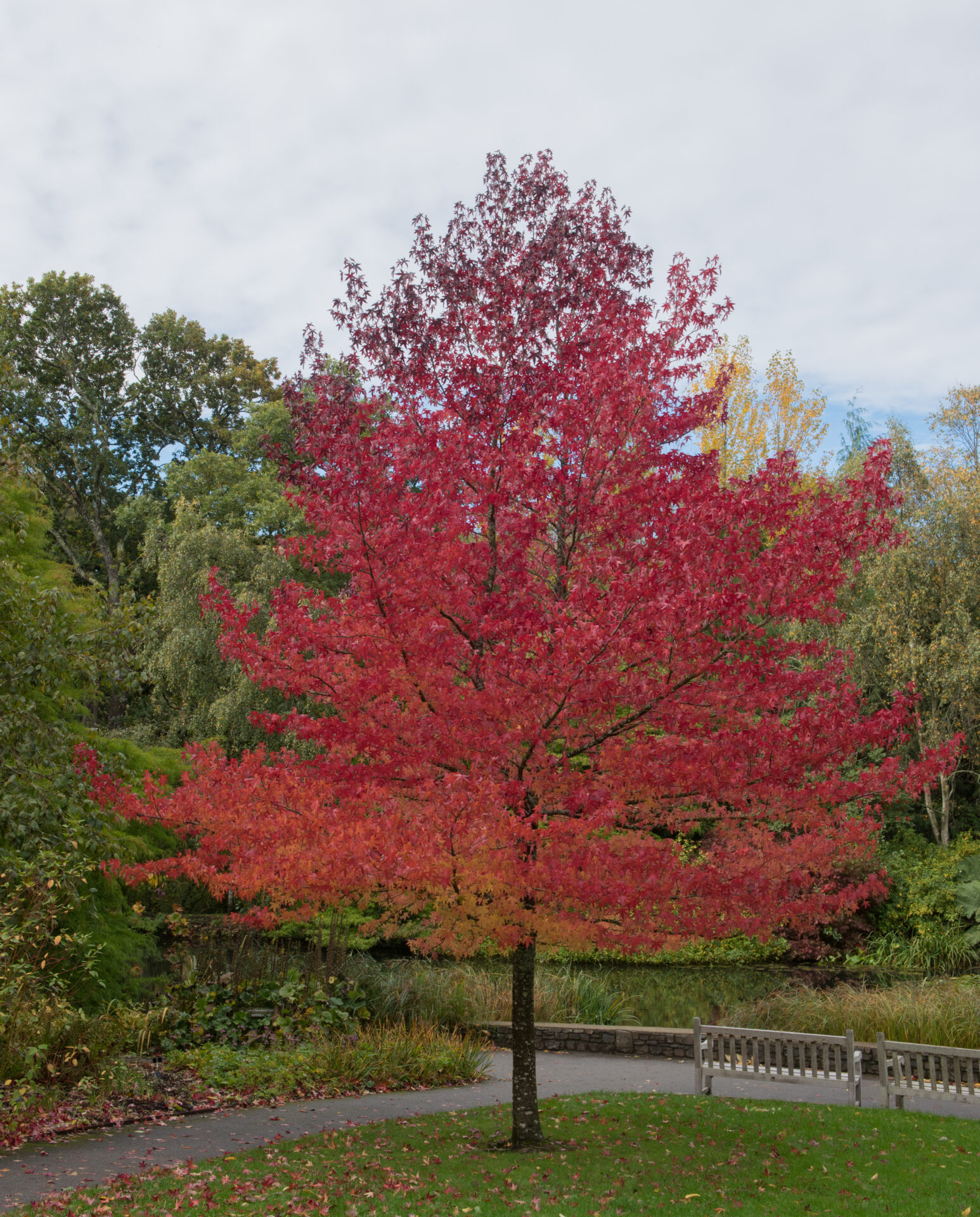 Feature Trees
