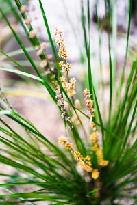 Lomandra 'Echidna Grass'