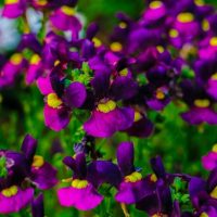 A cluster of vibrant purple and yellow flowers in bloom with green foliage in the background.