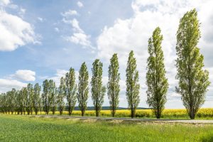 Populus 'Simon's Poplar' 12" Pot Growers Flash Sale!