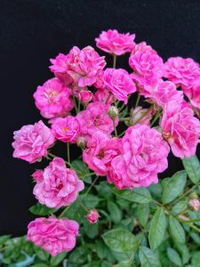 A 2ft Standard Rose 'China Doll' features vibrant pink blooms and lush green leaves, displayed gracefully against a solid black background.