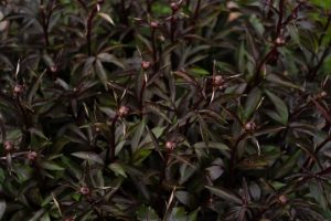 Strobilanthes 'Goldfussia' 8" Pot