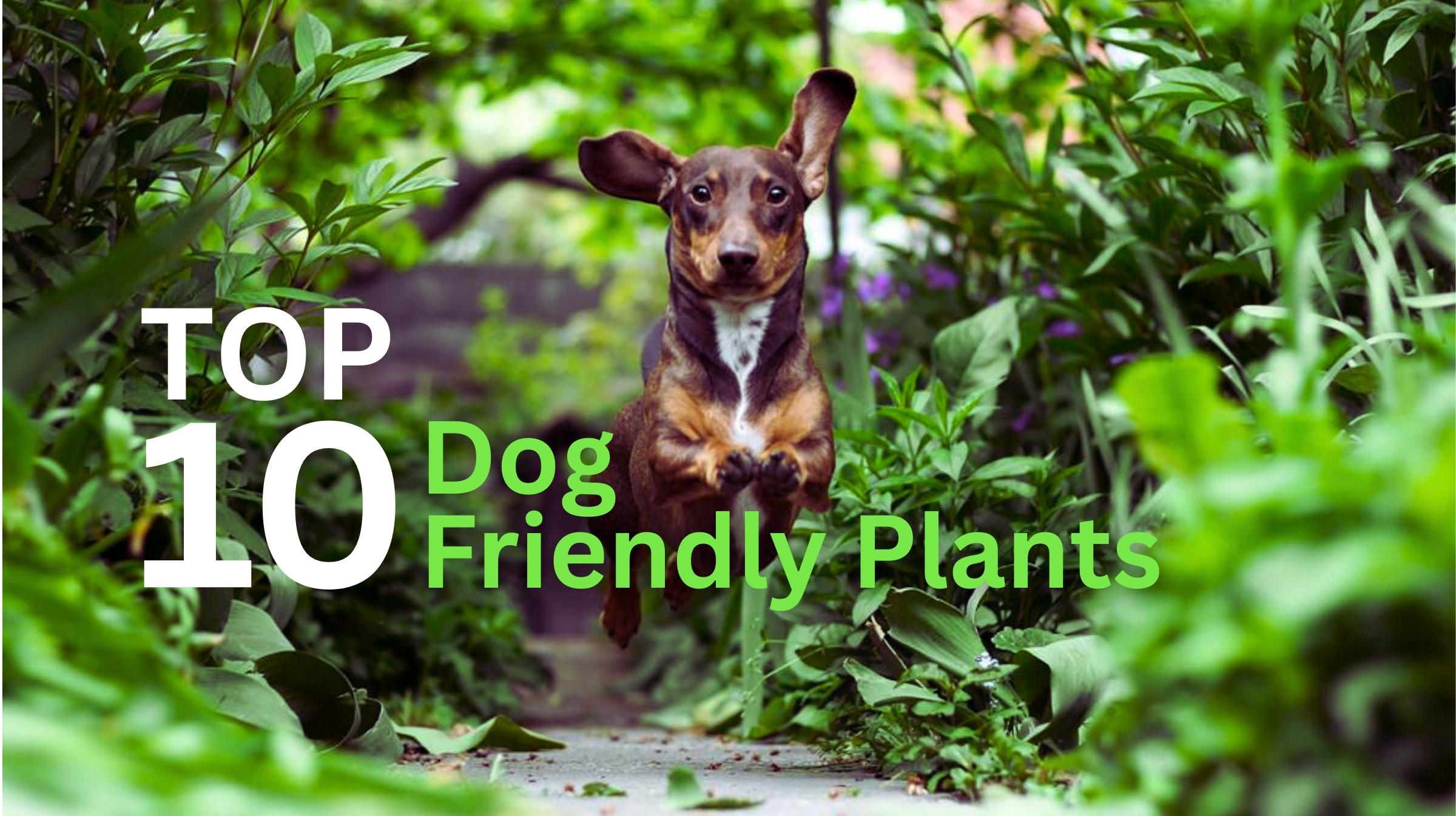The Top 10 Dog Friendly Plants
