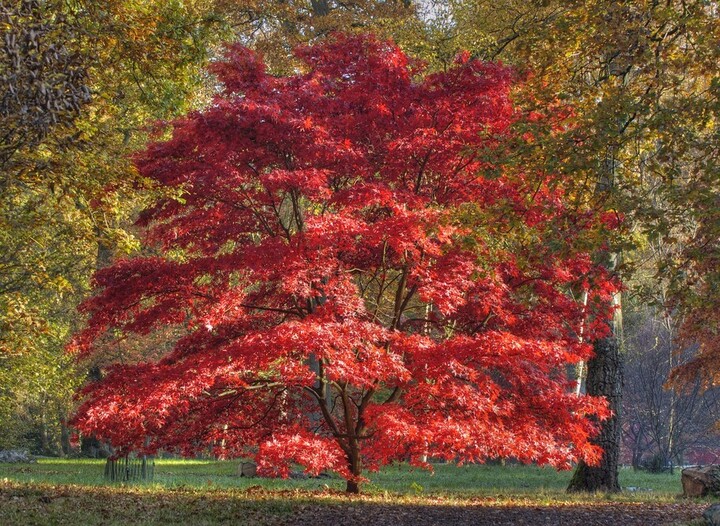 Upright Japanese Maples