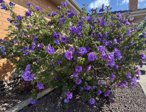 Alyogyne 'West Coast Gem' 8" Pot