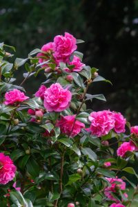Camellia japonica 'Debbie' 8" Pot