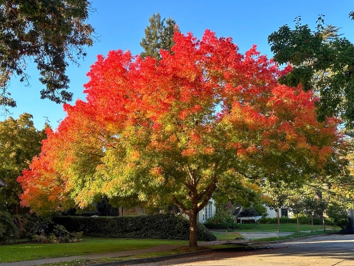Deciduous Trees