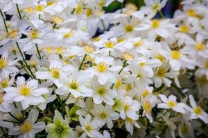 Clematis 'Sweet Hart'