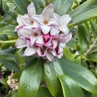 Daphne 'Perfume Princess™' 6" Pot
