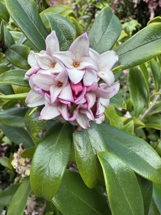 Daphne 'Perfume Princess™' 8" Pot