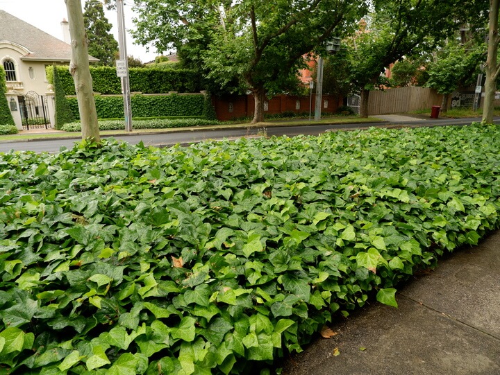 Groundcovers