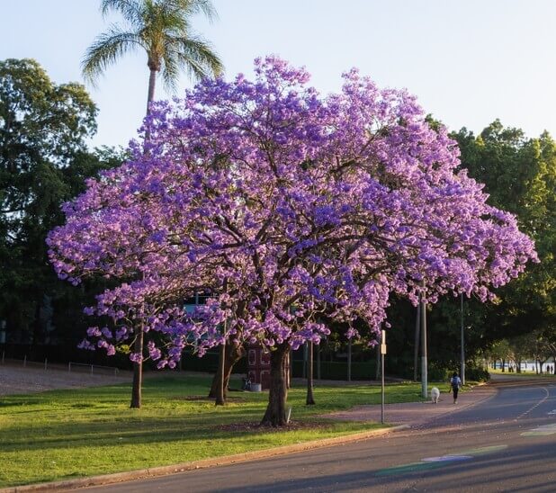 Flowering Trees