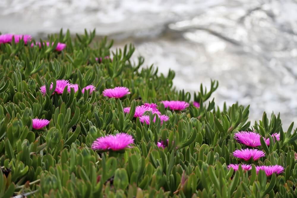 Native Groundcovers