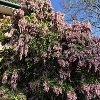 Pieris 'Christmas Cheer' 8" Pot