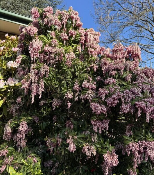 Pieris 'Christmas Cheer' 6" Pot