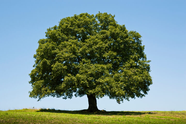 Medium Trees (4m - 10m)