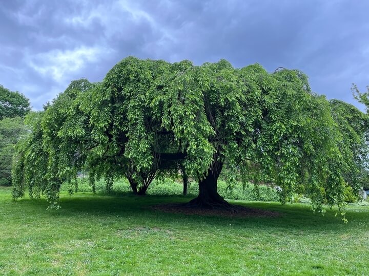 Small Trees (up to 4m)