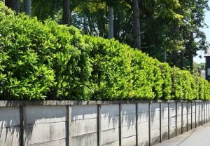 Viburnum 'Quick Fence™'