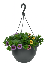 A black hanging planter with green foliage showcases Calibrachoa 'Mix Berry Bliss' 10" (Hanging Basket) flowers in vibrant purple, pink, and yellow shades, set against a white background.